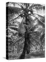 Native Preparing to Harvest the Coconuts-Eliot Elisofon-Stretched Canvas