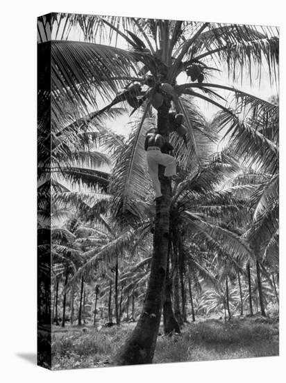 Native Preparing to Harvest the Coconuts-Eliot Elisofon-Stretched Canvas