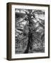 Native Preparing to Harvest the Coconuts-Eliot Elisofon-Framed Photographic Print