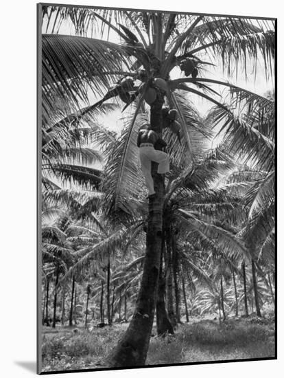 Native Preparing to Harvest the Coconuts-Eliot Elisofon-Mounted Photographic Print