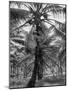 Native Preparing to Harvest the Coconuts-Eliot Elisofon-Mounted Photographic Print