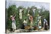 Native Workers Harvesting Coffee in Costa Rica, c.1800-null-Stretched Canvas