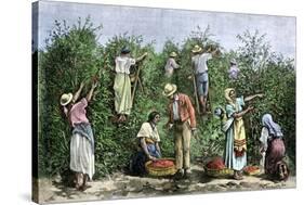 Native Workers Harvesting Coffee in Costa Rica, c.1800-null-Stretched Canvas