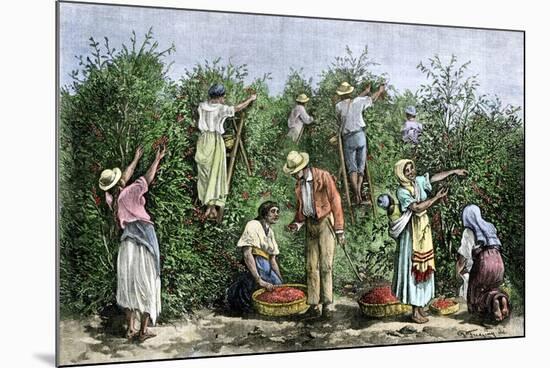 Native Workers Harvesting Coffee in Costa Rica, c.1800-null-Mounted Giclee Print