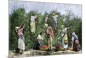 Native Workers Harvesting Coffee in Costa Rica, c.1800-null-Mounted Giclee Print