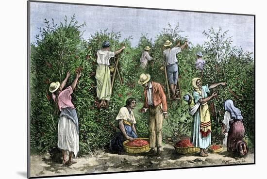 Native Workers Harvesting Coffee in Costa Rica, c.1800-null-Mounted Giclee Print