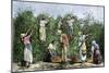 Native Workers Harvesting Coffee in Costa Rica, c.1800-null-Mounted Giclee Print