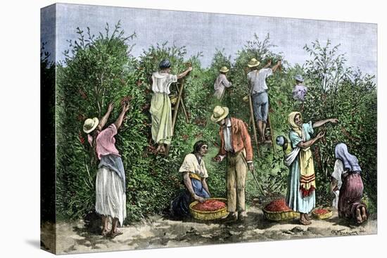 Native Workers Harvesting Coffee in Costa Rica, c.1800-null-Stretched Canvas