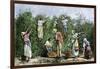 Native Workers Harvesting Coffee in Costa Rica, c.1800-null-Framed Giclee Print