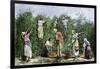 Native Workers Harvesting Coffee in Costa Rica, c.1800-null-Framed Giclee Print