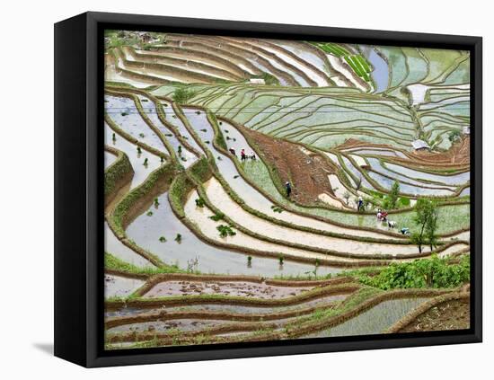 Native Yi People Plant Flooded Rice Terraces Near Laomeng Town, Jinping, Yunnan, China-Charles Crust-Framed Stretched Canvas