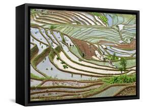 Native Yi People Plant Flooded Rice Terraces Near Laomeng Town, Jinping, Yunnan, China-Charles Crust-Framed Stretched Canvas