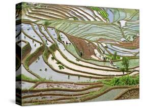 Native Yi People Plant Flooded Rice Terraces Near Laomeng Town, Jinping, Yunnan, China-Charles Crust-Stretched Canvas