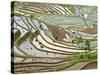 Native Yi People Plant Flooded Rice Terraces Near Laomeng Town, Jinping, Yunnan, China-Charles Crust-Stretched Canvas