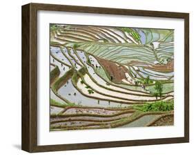 Native Yi People Plant Flooded Rice Terraces Near Laomeng Town, Jinping, Yunnan, China-Charles Crust-Framed Photographic Print