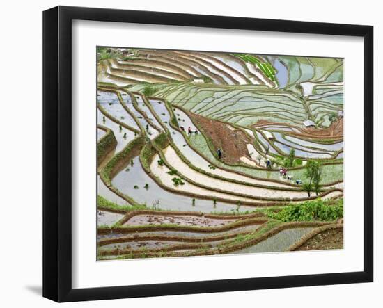 Native Yi People Plant Flooded Rice Terraces Near Laomeng Town, Jinping, Yunnan, China-Charles Crust-Framed Photographic Print