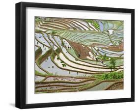 Native Yi People Plant Flooded Rice Terraces Near Laomeng Town, Jinping, Yunnan, China-Charles Crust-Framed Photographic Print