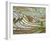 Native Yi People Plant Flooded Rice Terraces Near Laomeng Town, Jinping, Yunnan, China-Charles Crust-Framed Photographic Print