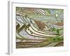 Native Yi People Plant Flooded Rice Terraces Near Laomeng Town, Jinping, Yunnan, China-Charles Crust-Framed Photographic Print