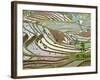 Native Yi People Plant Flooded Rice Terraces Near Laomeng Town, Jinping, Yunnan, China-Charles Crust-Framed Photographic Print