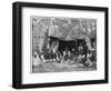 Natives of Queensland, Australia, Late 19th Century-John L Stoddard-Framed Giclee Print