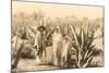 Natives on Maguey Plantation, Mexico-null-Mounted Art Print