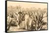 Natives on Maguey Plantation, Mexico-null-Framed Stretched Canvas