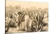 Natives on Maguey Plantation, Mexico-null-Stretched Canvas