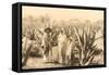 Natives on Maguey Plantation, Mexico-null-Framed Stretched Canvas