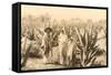 Natives on Maguey Plantation, Mexico-null-Framed Stretched Canvas