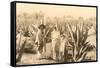 Natives on Maguey Plantation, Mexico-null-Framed Stretched Canvas