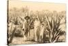 Natives on Maguey Plantation, Mexico-null-Stretched Canvas