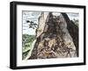 Natives Working in the Spanish Mines of Mexico-null-Framed Giclee Print