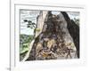 Natives Working in the Spanish Mines of Mexico-null-Framed Giclee Print