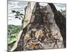 Natives Working in the Spanish Mines of Mexico-null-Mounted Giclee Print