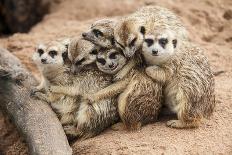 Meerkat Family are Sunbathing.-nattanan726-Photographic Print