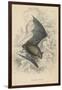 Natterer's Bat (Myotis Natterer), 1828-null-Framed Giclee Print