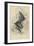 Natterer's Bat (Myotis Natterer), 1828-null-Framed Giclee Print
