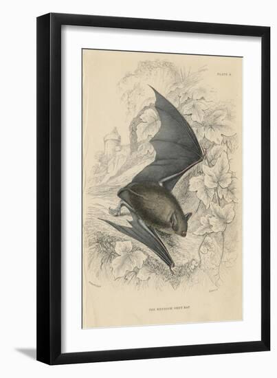 Natterer's Bat (Myotis Natterer), 1828-null-Framed Giclee Print