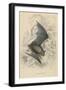 Natterer's Bat (Myotis Natterer), 1828-null-Framed Giclee Print