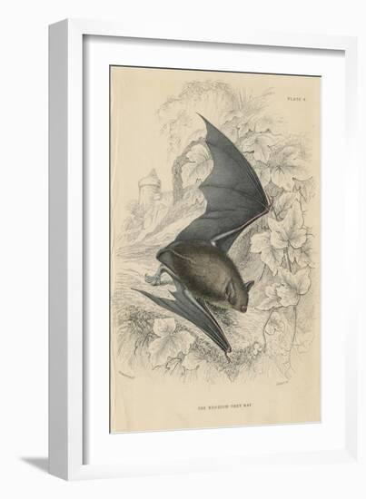 Natterer's Bat (Myotis Natterer), 1828-null-Framed Giclee Print