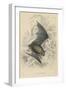 Natterer's Bat (Myotis Natterer), 1828-null-Framed Giclee Print