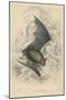Natterer's Bat (Myotis Natterer), 1828-null-Mounted Giclee Print