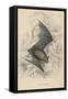 Natterer's Bat (Myotis Natterer), 1828-null-Framed Stretched Canvas