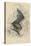 Natterer's Bat (Myotis Natterer), 1828-null-Stretched Canvas