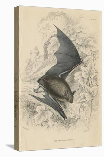 Natterer's Bat (Myotis Natterer), 1828-null-Stretched Canvas