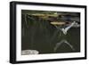 Natterer's Bat (Myotis Nattereri) About to Drink from the Surface of a Lily Pond, Surrey, UK-Kim Taylor-Framed Photographic Print