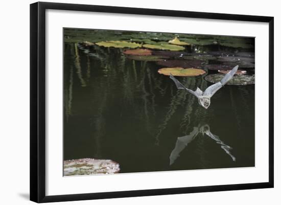 Natterer's Bat (Myotis Nattereri) About to Drink from the Surface of a Lily Pond, Surrey, UK-Kim Taylor-Framed Photographic Print