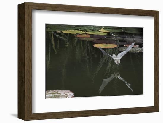 Natterer's Bat (Myotis Nattereri) About to Drink from the Surface of a Lily Pond, Surrey, UK-Kim Taylor-Framed Photographic Print