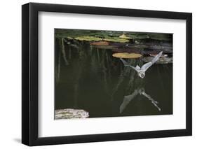 Natterer's Bat (Myotis Nattereri) About to Drink from the Surface of a Lily Pond, Surrey, UK-Kim Taylor-Framed Photographic Print